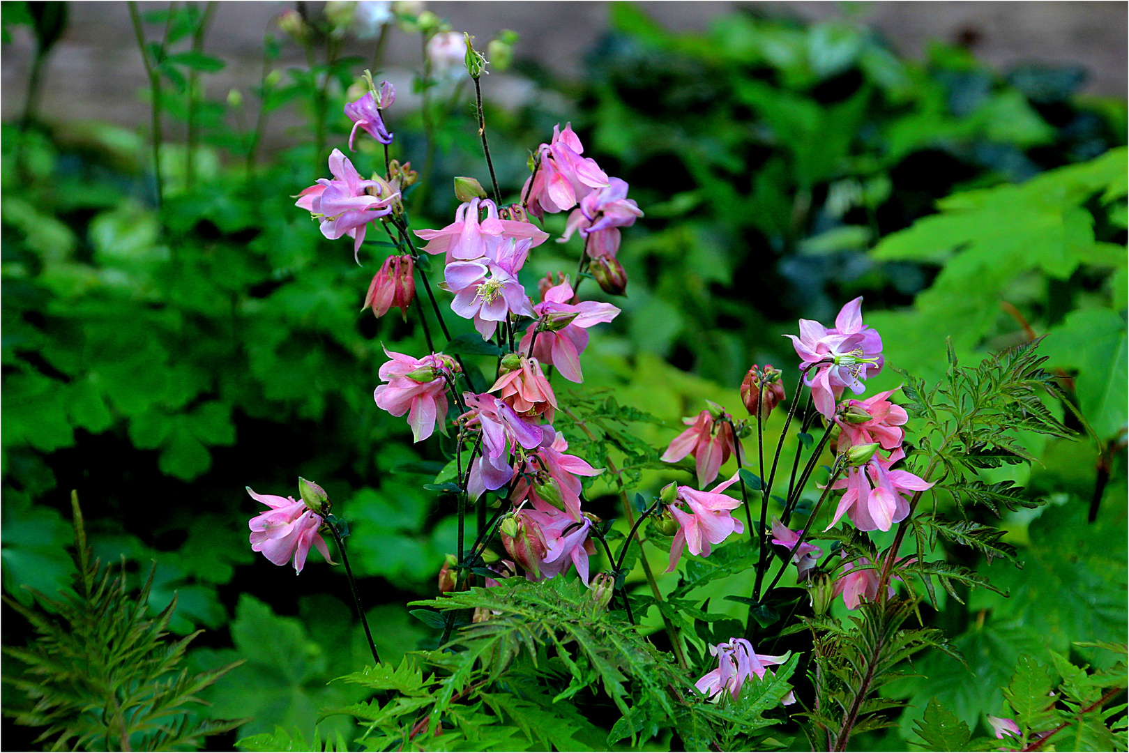 Akelei, die zarte Blume