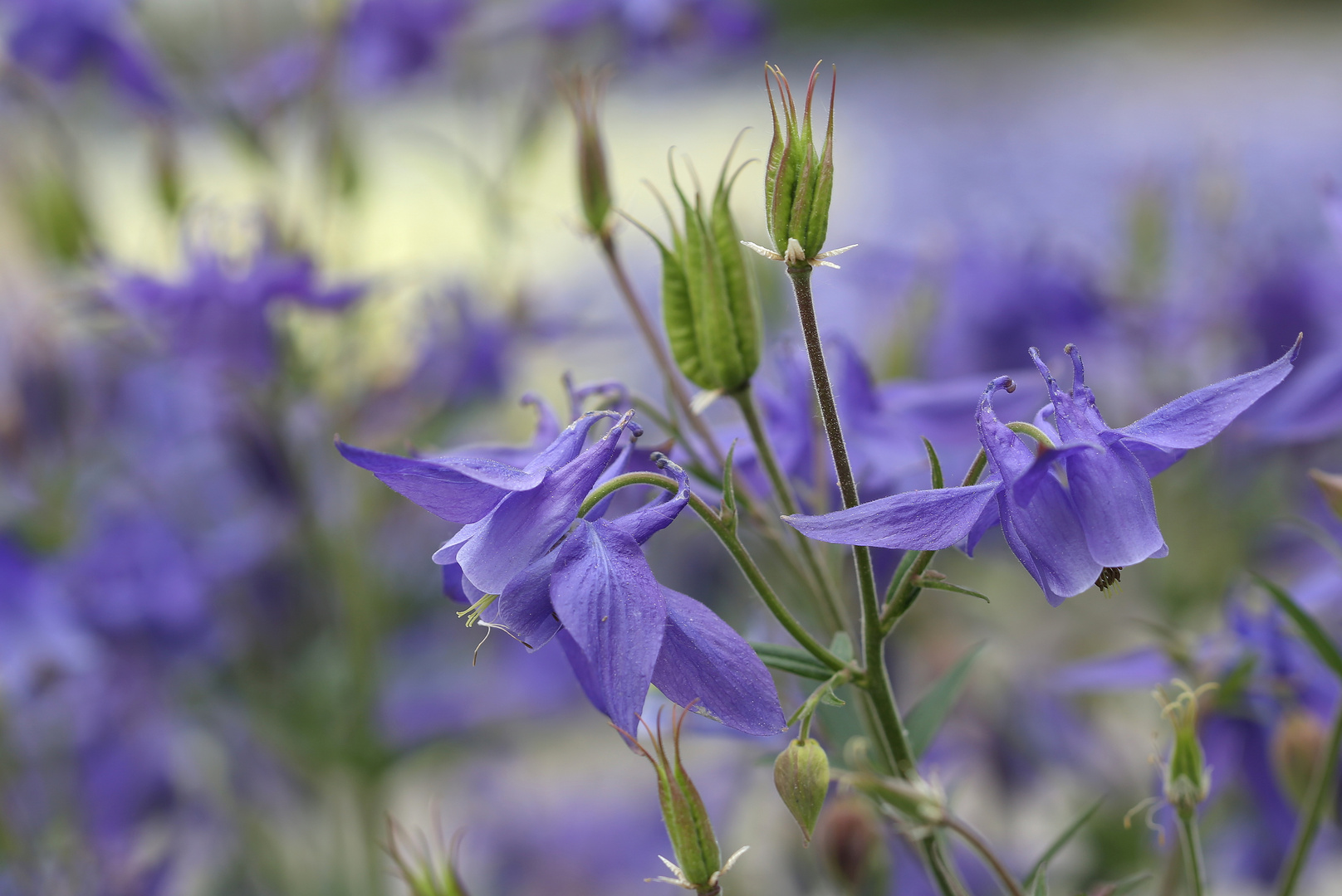 Akelei Foto &amp; Bild pflanzen, pilze &amp; flechten, blüten