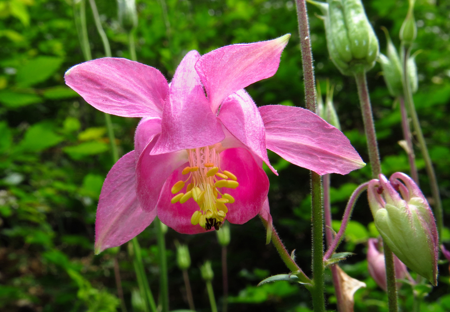 Akelei, gewöhnliche, Aquilegia vulgaris, rosa Blüte in Nahaufnahme