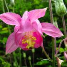 Akelei, gewöhnliche, Aquilegia vulgaris, rosa Blüte in Nahaufnahme