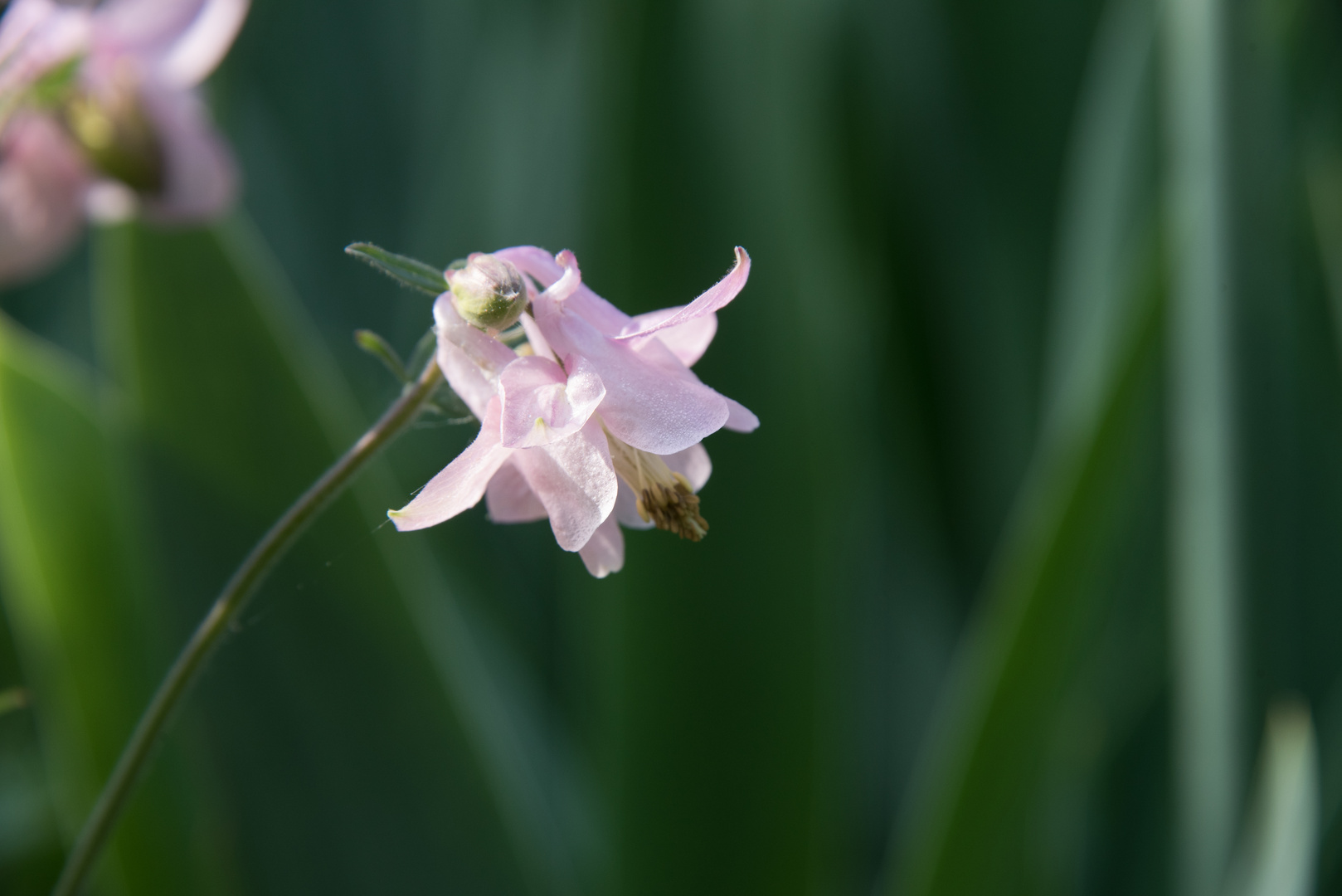 Akelei im Garten