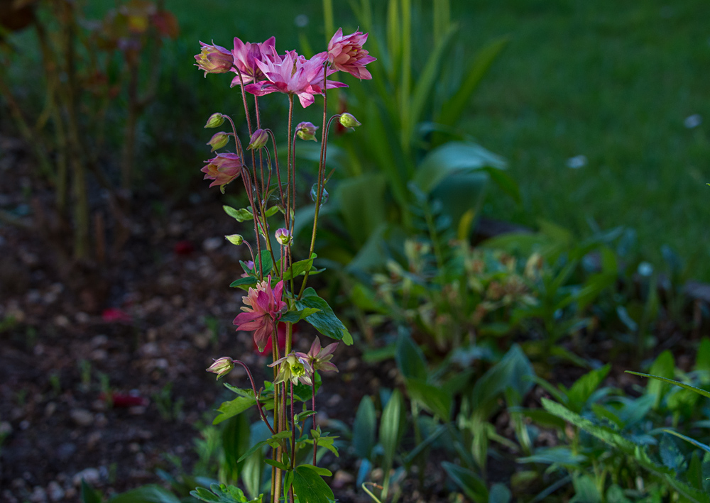 Akelei im Garten