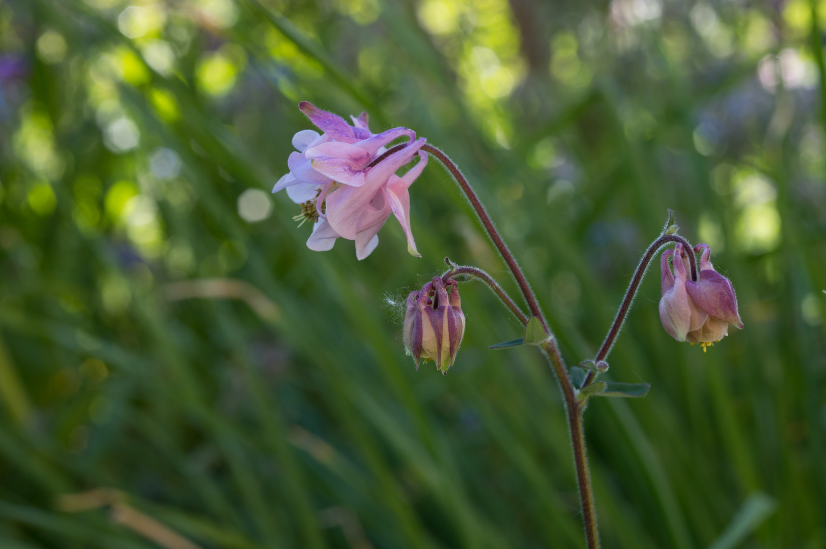 Akelei im Garten Foto & Bild licht, frühling, natur Bilder auf