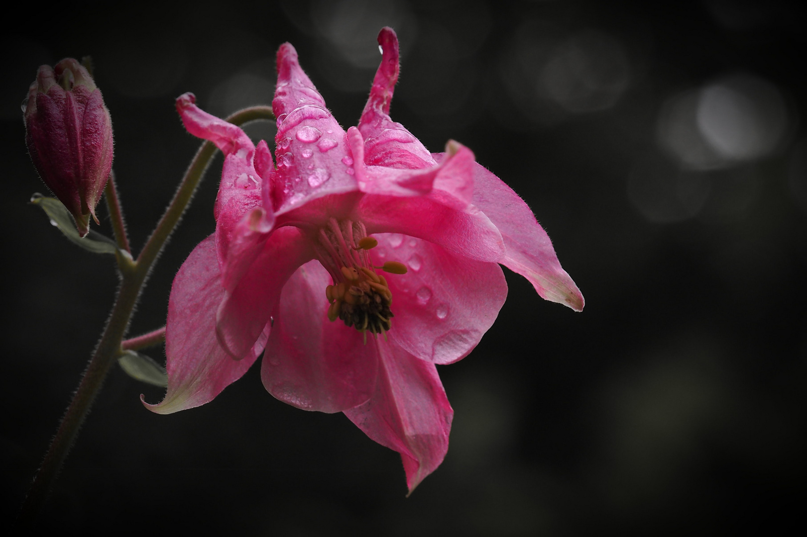 Akelei im Regen