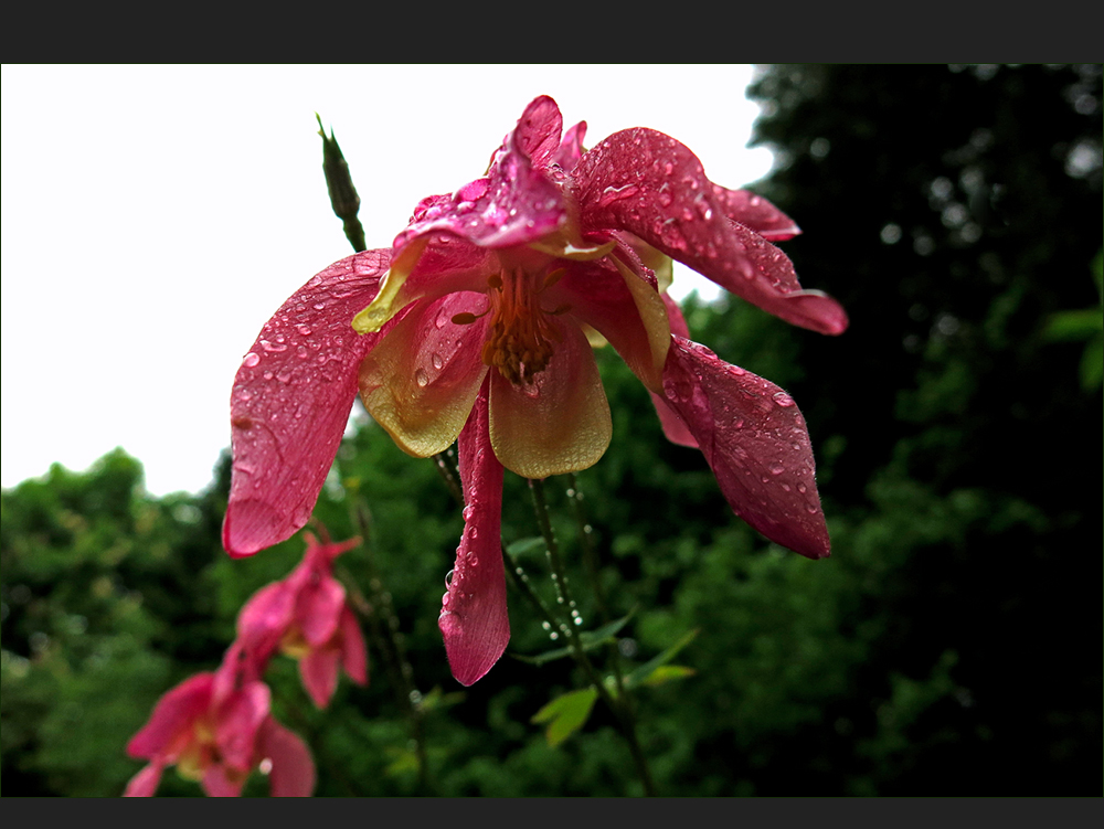 Akelei im Regen