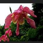 Akelei im Regen