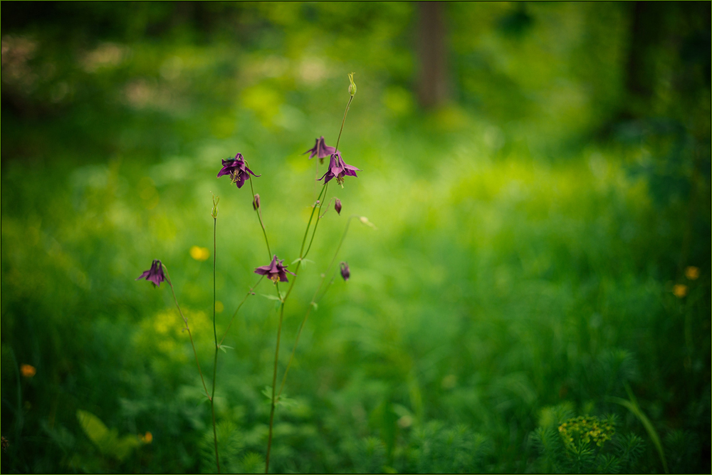 Akelei im Wald