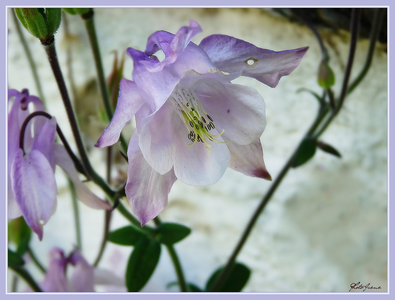 Akelei in meinen Garten 