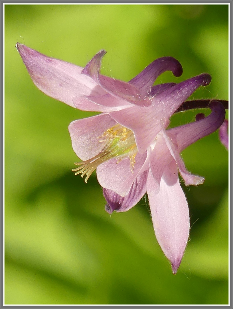 Akelei in rosa als mein heutiges Miwos-Blümchen