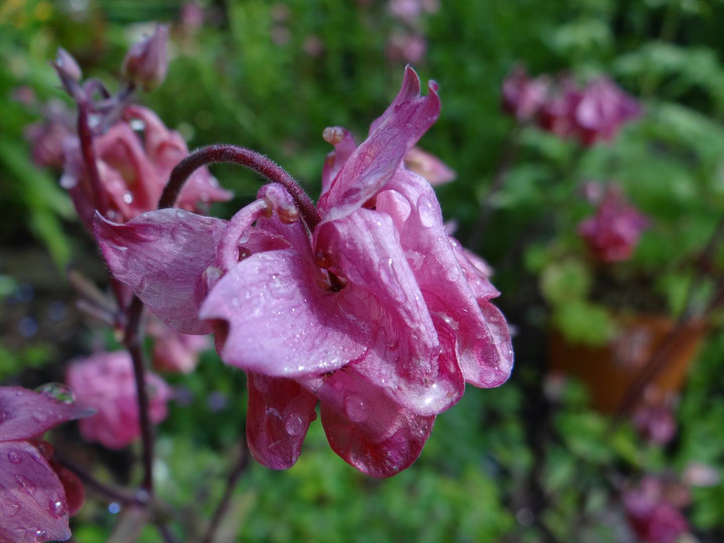 Akelei in rosa nach dem Regen