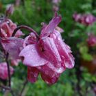 Akelei in rosa nach dem Regen