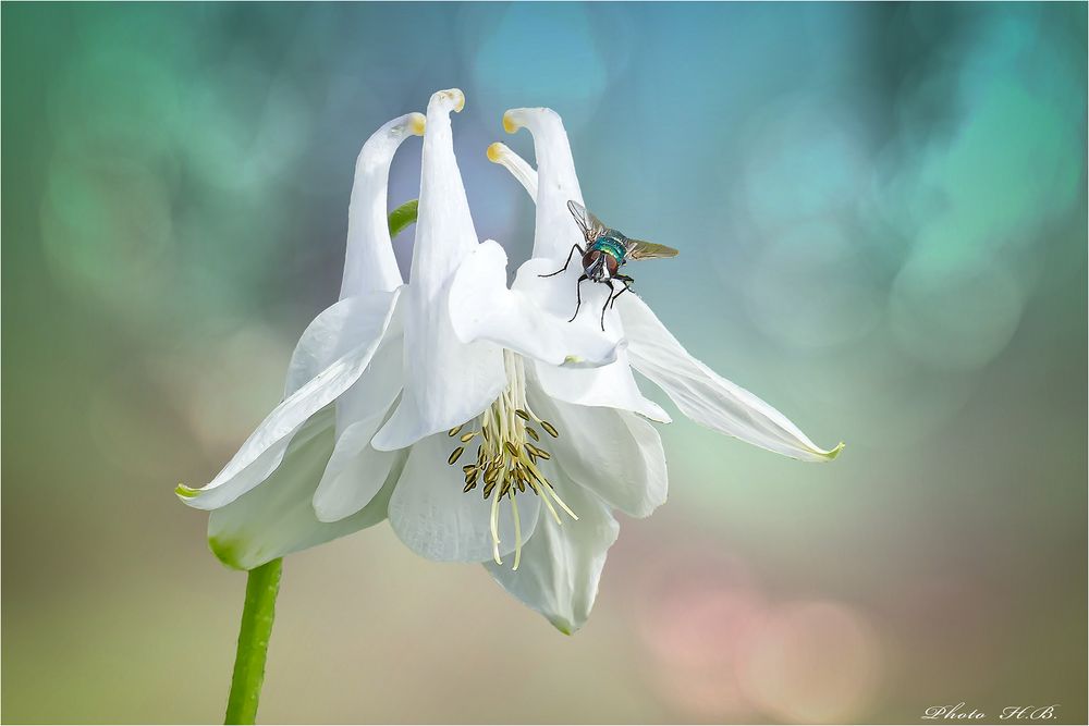 Akelei mit Besucher