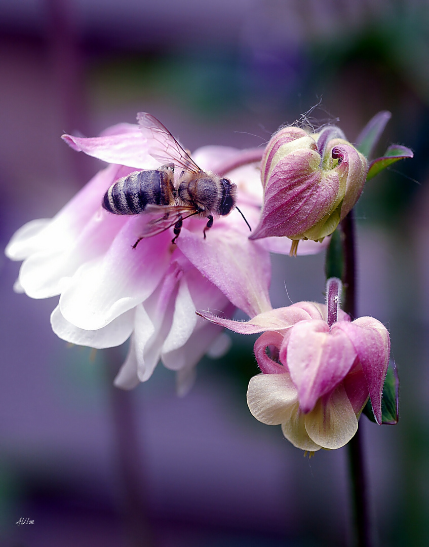 "Akelei mit Bienchen "