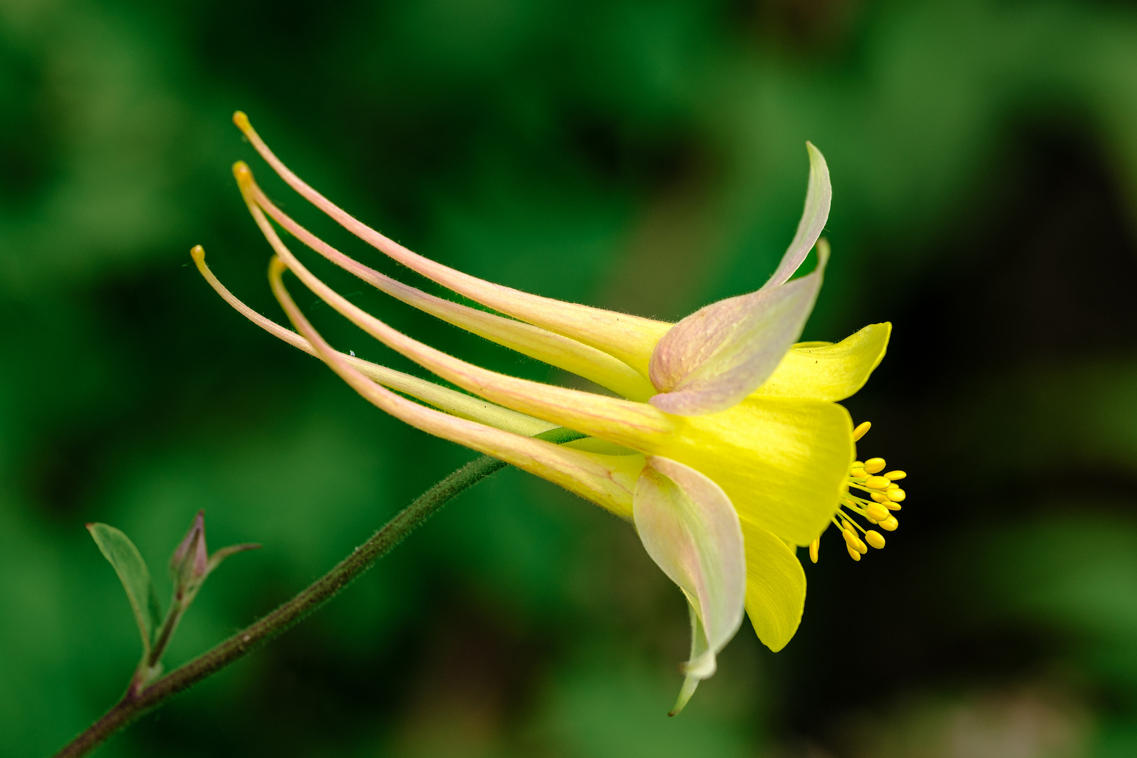 Akelei mit gelber Blüte