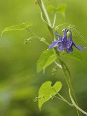 Akelei mit Herzblatt