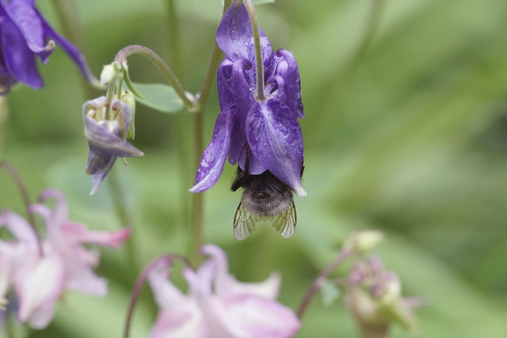 Akelei mit Hummel