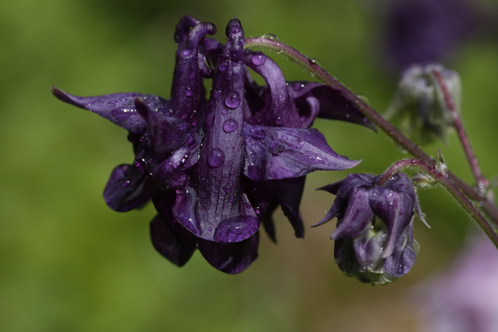 Akelei nach dem Regen