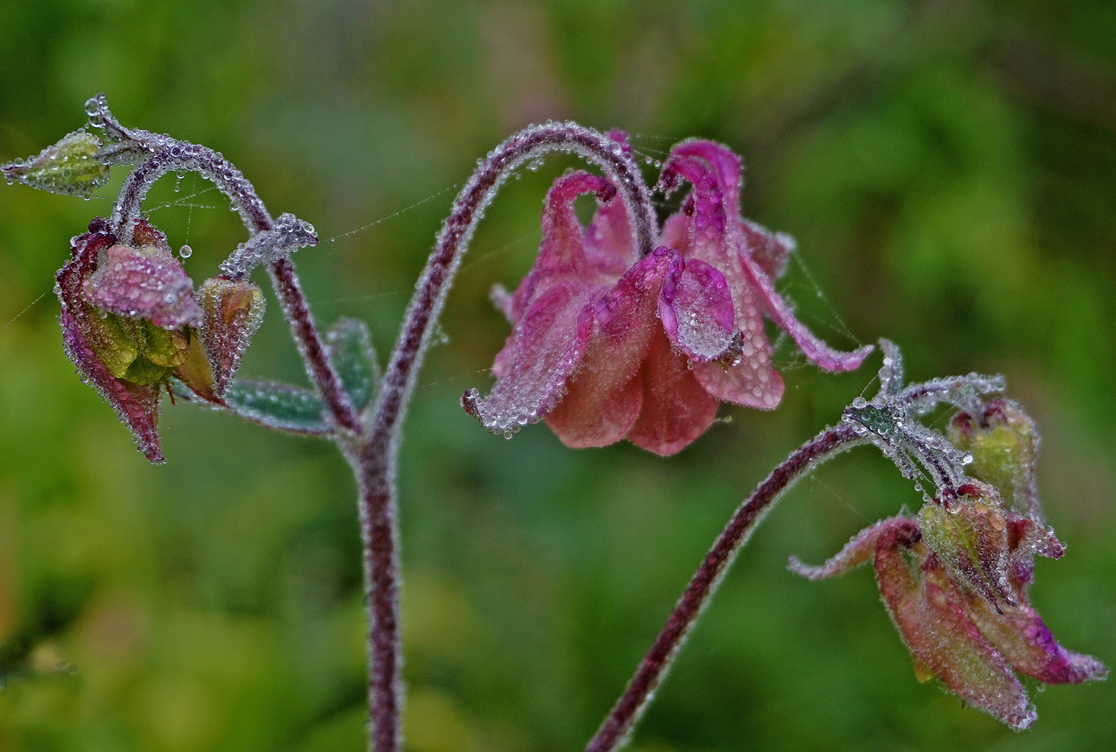 Akelei von einem Gartenstück