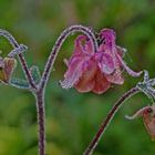 Akelei von einem Gartenstück