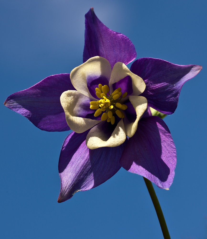 Akelei vor endlich blauem Himmel