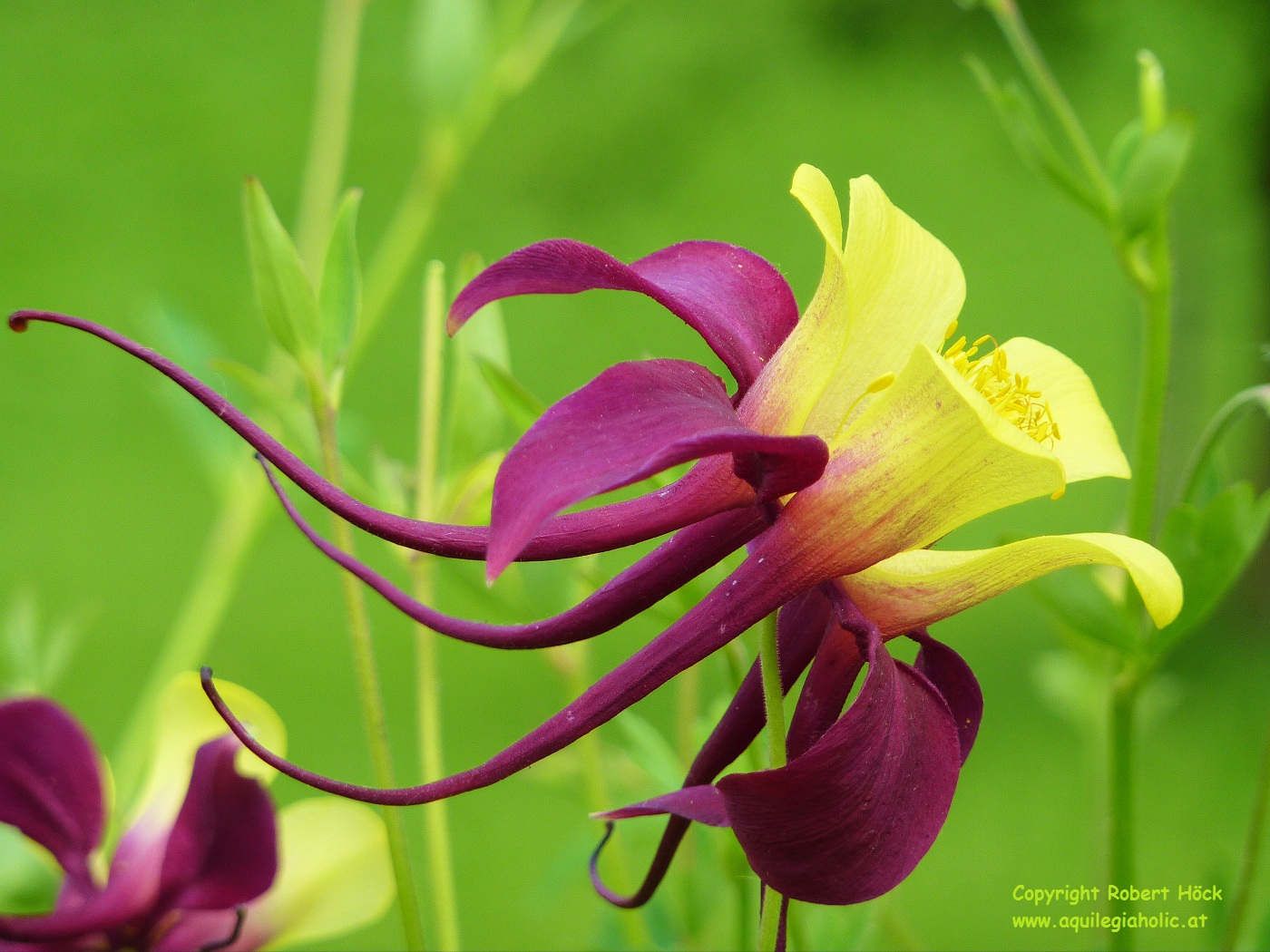 Akelei: Vor Jahren habe ich Kreuzungsversuche zwischen Aquilegia chrysantha und A. atrata gestartet