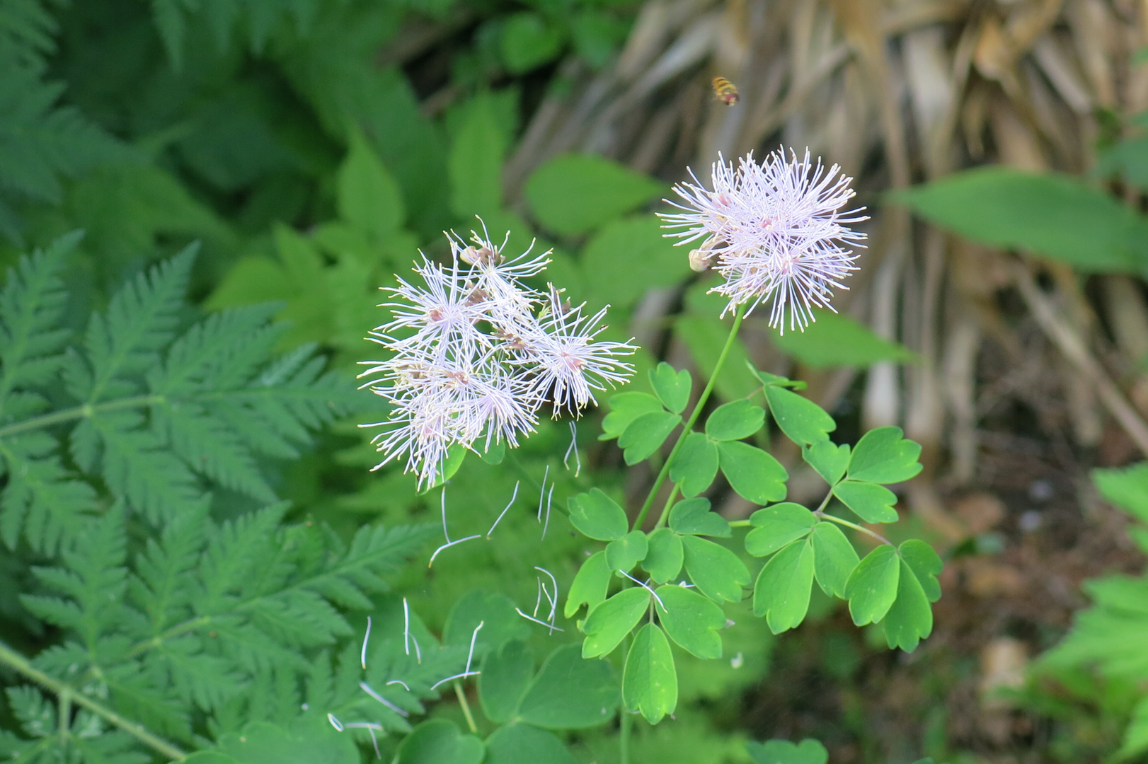 Akeleiblättrige Wiesenraute