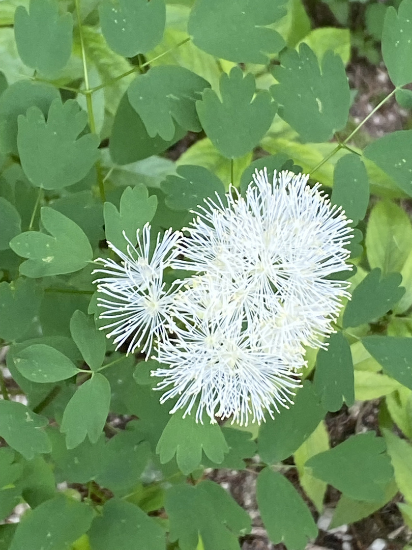 Akeleiblättrige Wiesenraute