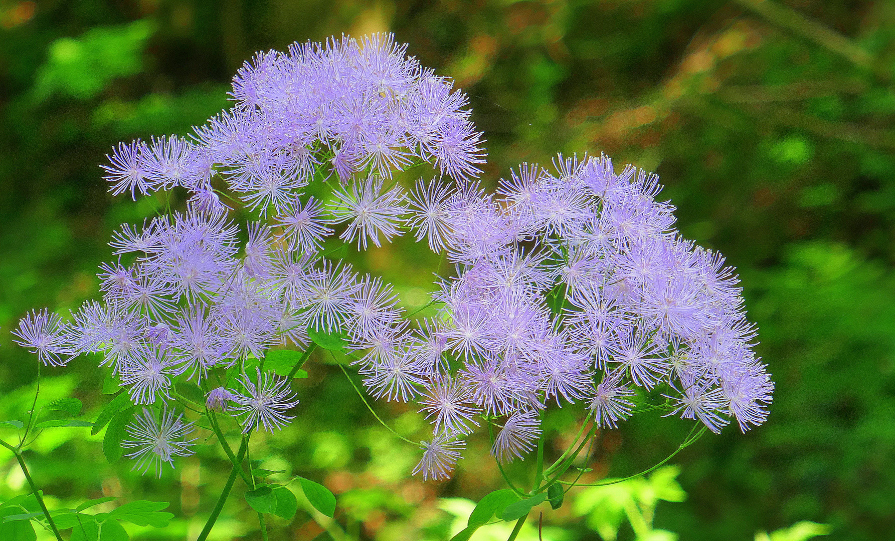 Akeleiblättrige Wiesenraute