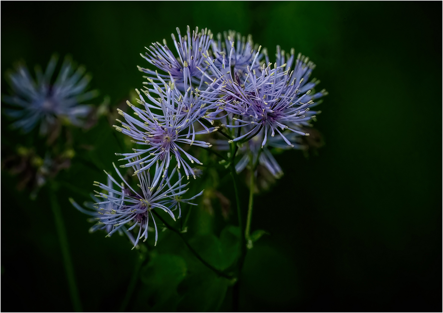 Akeleiblättrige Wiesenraute …