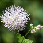 Akeleiblättrige Wiesenraute