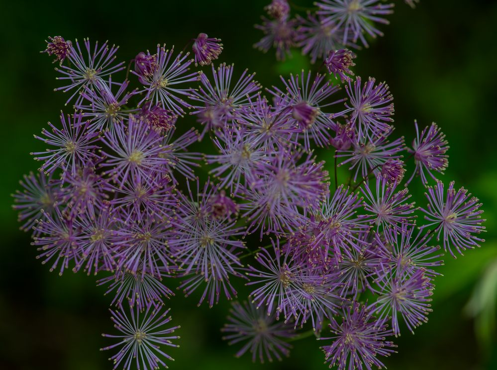 Akeleiblättrige Wiesenraute ( Thalichtrum aequilegiifolium)
