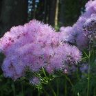 Akeleiblättrige Wiesenraute 'Thalictrum aquilegifolium'