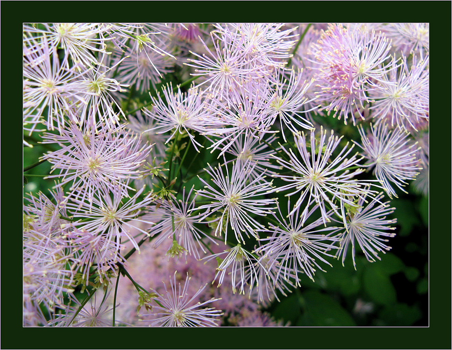 Akeleiblättrige Wiesenraute (Thalictrum aquilegifolium)