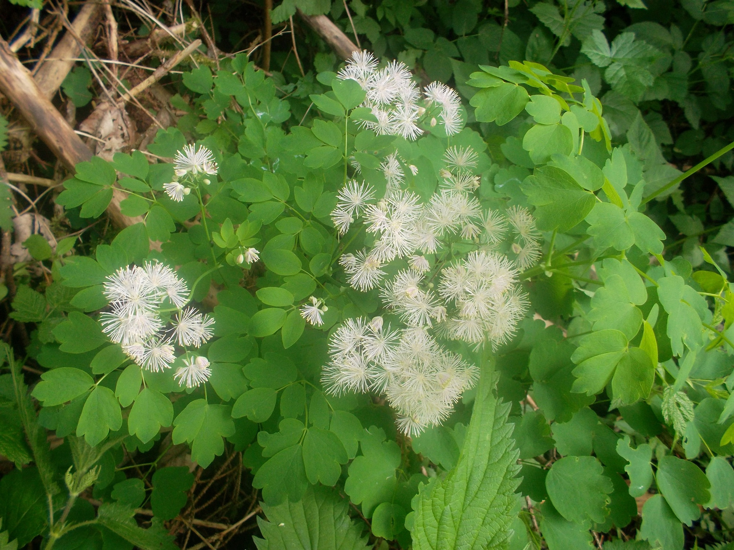 Akeleiblättrige Wiesenraute - Thalictrum aquilegiifolium