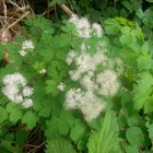 Akeleiblättrige Wiesenraute - Thalictrum aquilegiifolium