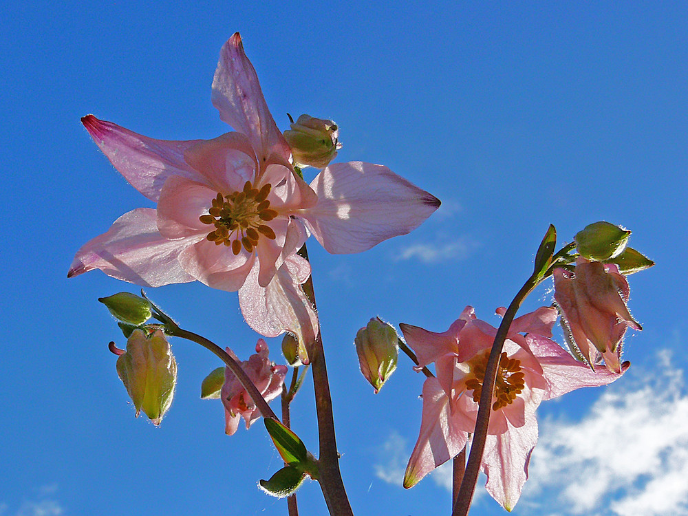 Akeleiblüten