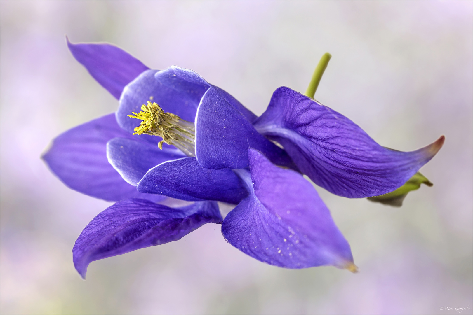 Akeleie - Aquilegia Foto & Bild | projekte, fotomontage, natur-tabletop ...