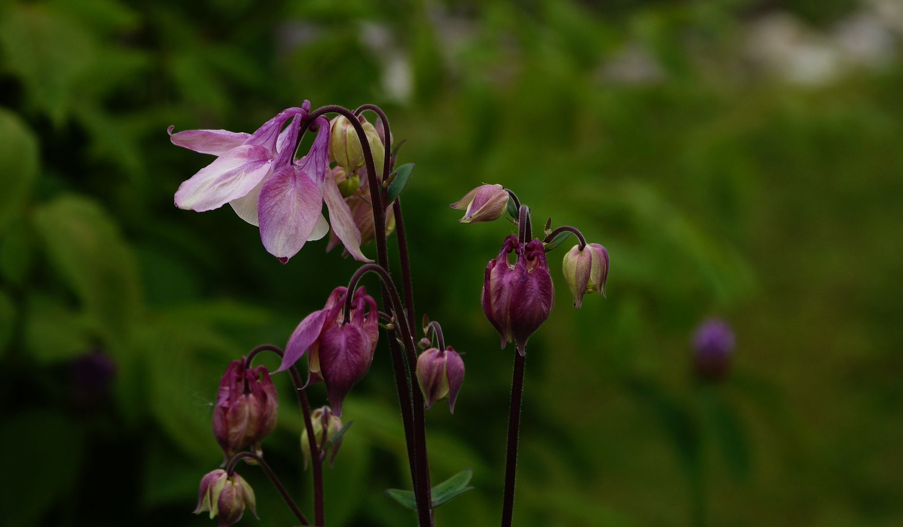 Akeleien (Aquilegia) 