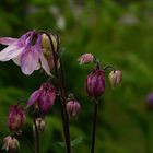 Akeleien (Aquilegia) 