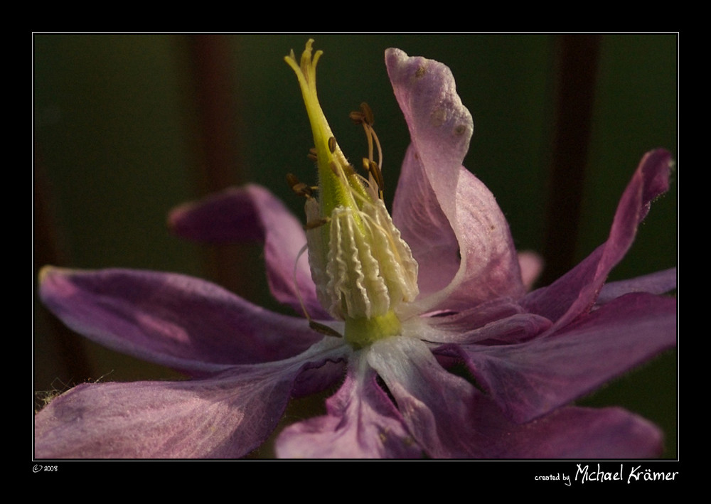 Akeleien Blüte