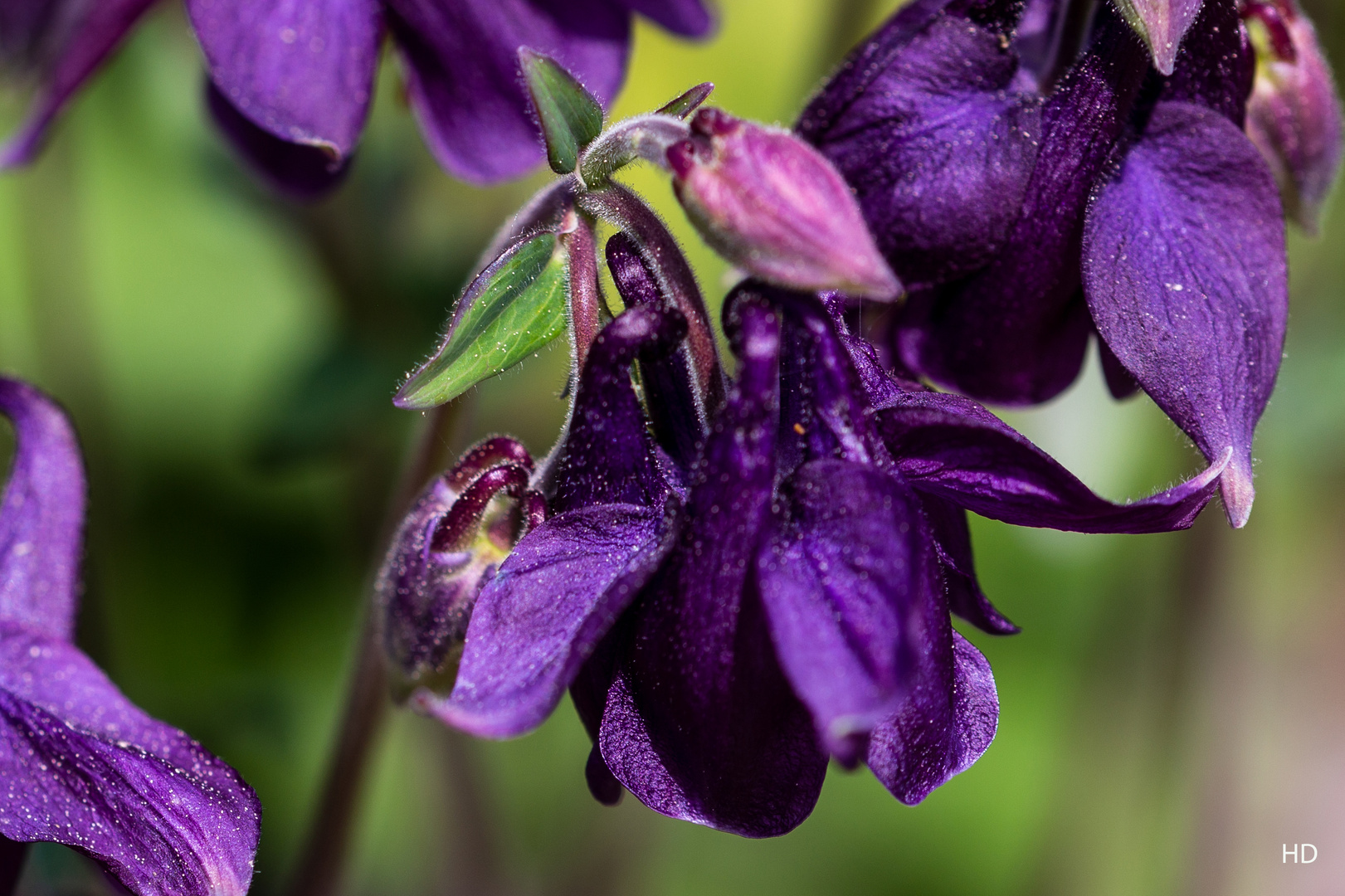 Akeleien-Blüte