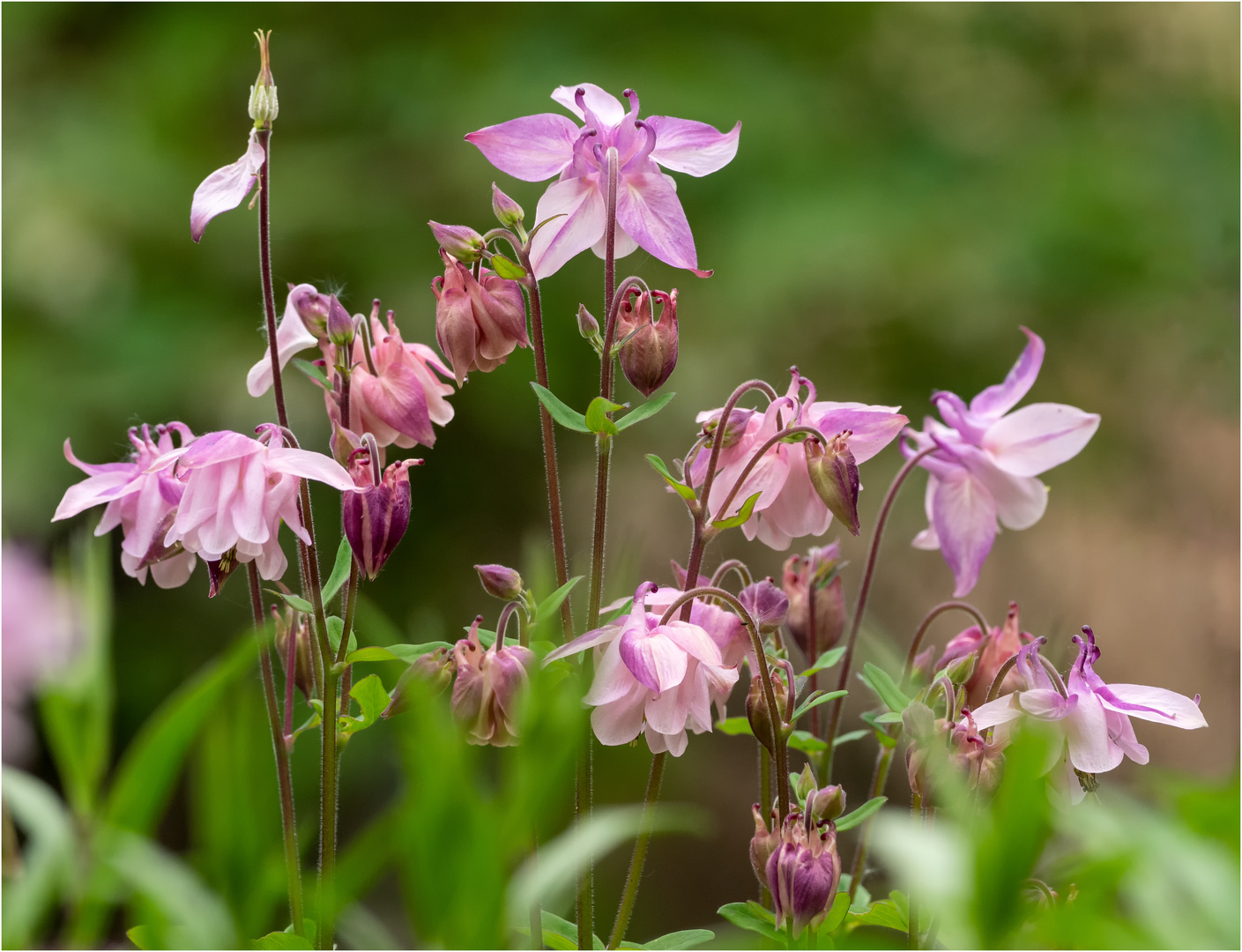 Akeleien - Blüten  .....