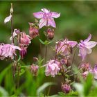 Akeleien - Blüten  .....