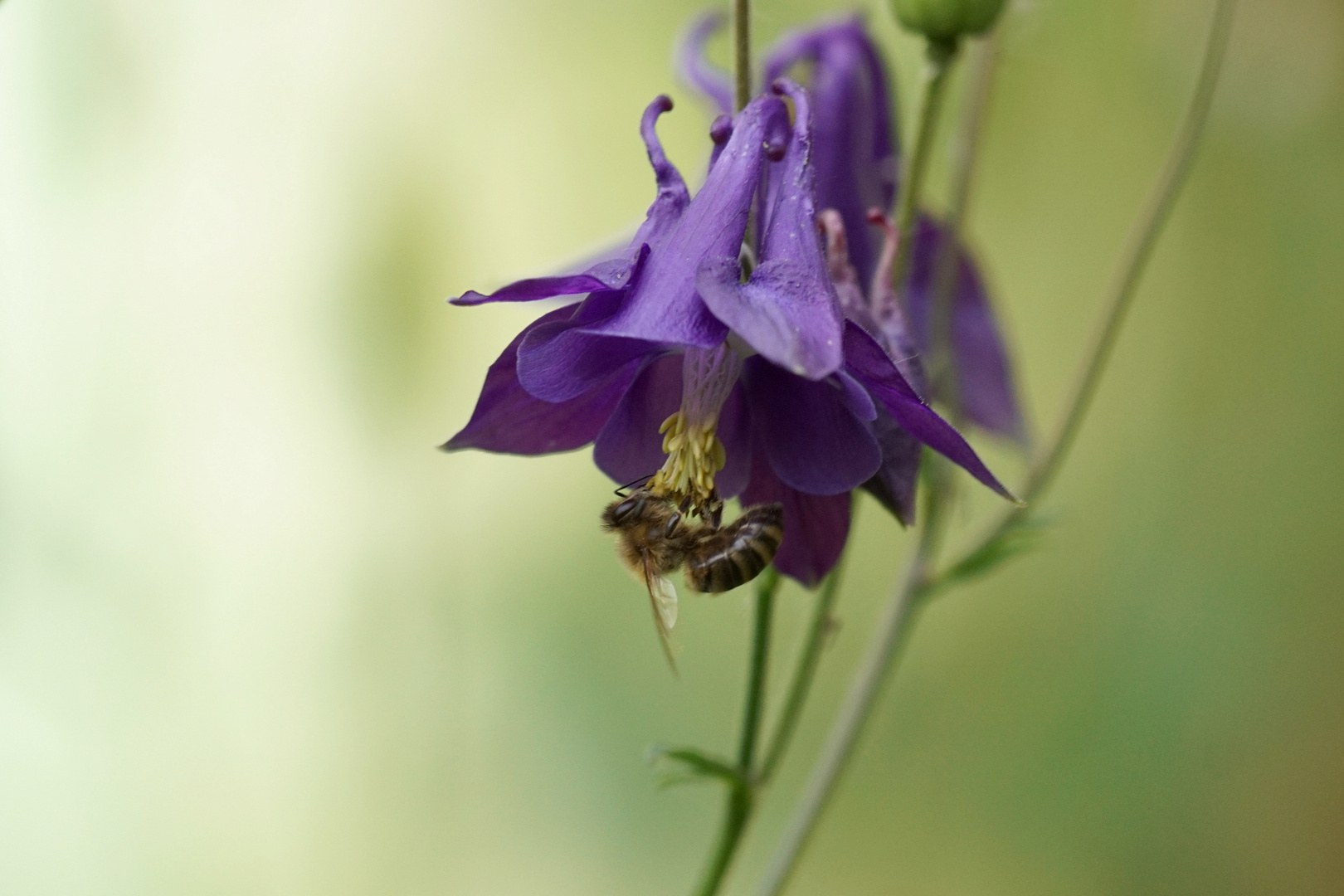 Akeleienblüte