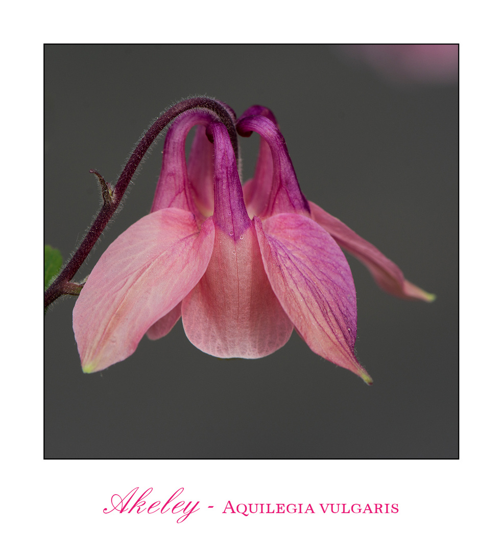 Akeley - Aquilegia vulgaris