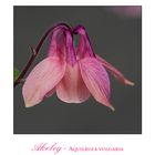 Akeley - Aquilegia vulgaris