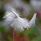 Akènes plumeux : éphémère équilibre.