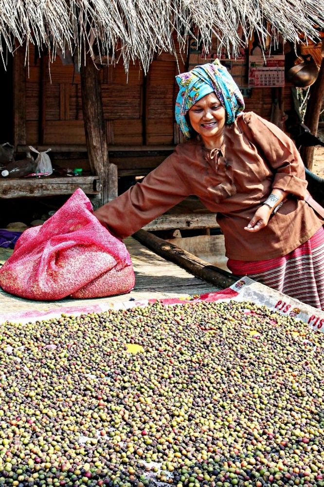 Akha souriante et sa récolte de café