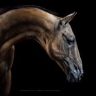 Akhal-Teke