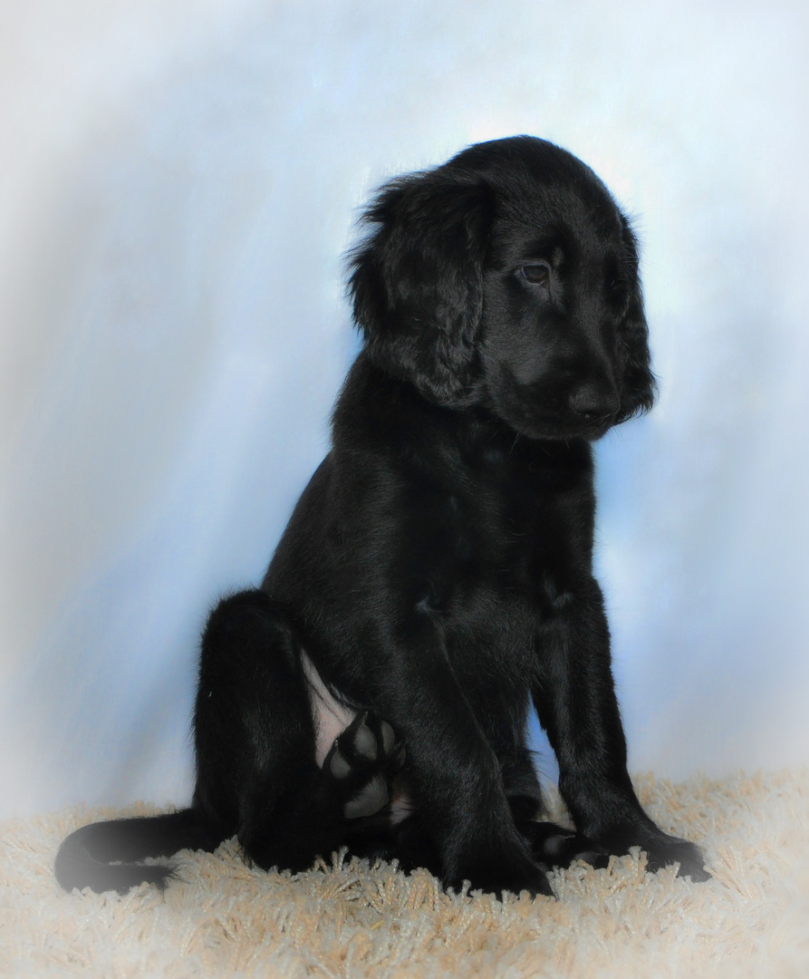 Akiano - Flat Coated Retriever